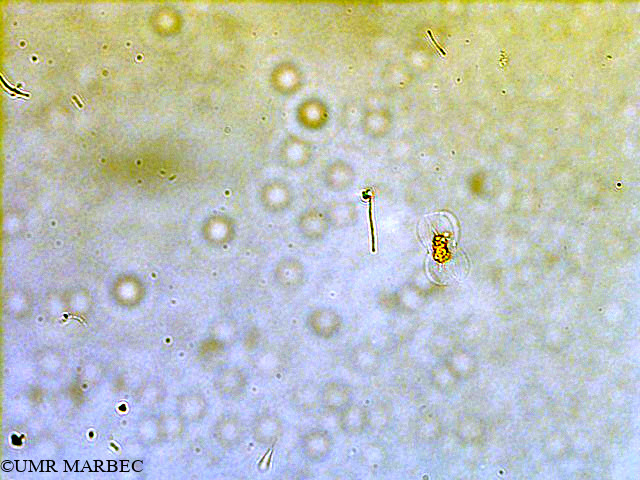 phyto/Scattered_Islands/all/COMMA April 2011/Entomoneis alata(copy).jpg